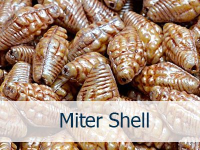 Miter Shell Beads