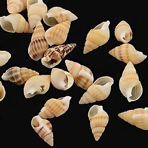 Ракушки R036-15