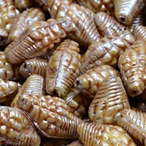 Бусины Miter Shell 02010-65321-54324